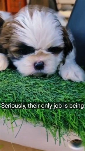 Puppies Are The Cutest Things On Earth 🐶❤️#dogshorts #funny #pets #dog #animals #cute #love