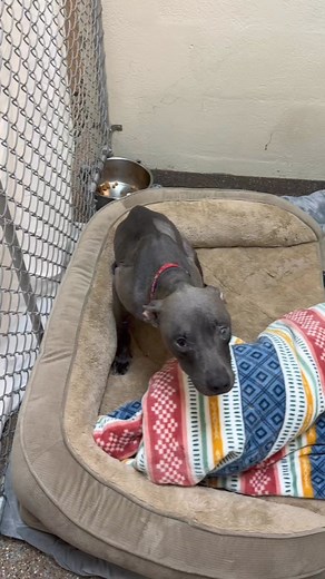 9.3K views · 332 reactions | One Week UPDATE on WHITNEY the severely...