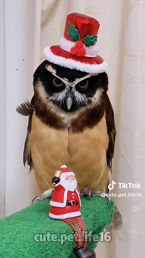 Amusing Owl Moments: Cute Baby Owls Sleeping