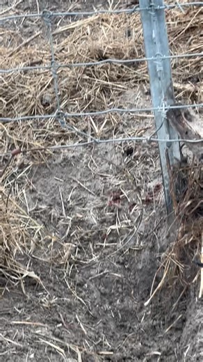 685K views · 10K reactions | Sarah remaking a set after a catch | Dunlap LURES | Facebook