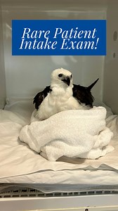 ⚠️Rare Patient Intake⚠️ This Swallow-Tailed Kite was found in Plantation Florida on the ground by a tree. The rescuers discovered that it was lethargic and brought it into our center. When it arrived, our veterinary staff found that it was extremely dehydrated and short of breath. We rarely see these birds of prey this far south but that is a great sign for the biodiversity of our local ecosystem. If you find a sick, injured or orphaned animal in the wild give us a call at 954-524-4302, we are o