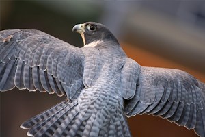 Falcon Program | Mayo Clinic Falcon Program