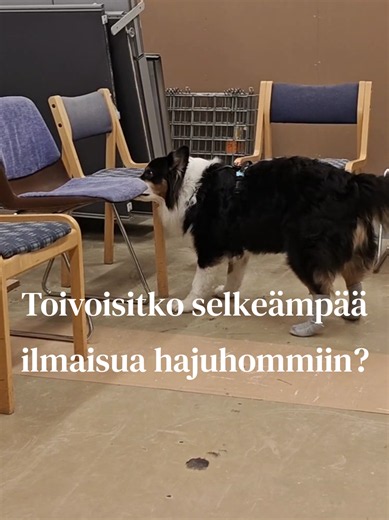Sieniä olisi kiva etsiä koiran kanssa, mutta entä kun sienet päätyvätkin koiran suuhun? Toivot ehkä koirallesi selvemmän ilmaisun noseworkkiin? Metsäjäljellä olisi pysähdyttävä kepeille, mutta kun imu vie vain mukanaan? Ilmaisun etäkurssilla rakennetaan ilmaisukäytöstä - sinä kerrot tarpeen 😊 Tämä on myös mainio ensikurssi hajuharrastuksesta haaveilevalle - mitään pohjia aiheeseen ei tarvitse olla! 💡Simppeleitä ja kivoja harkkoja kotiymäristössä! 💡Harjoitukset tehdään aluksi esimerkiksi herku