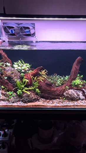 wc sebulan sekali sabi kah? ☺️🙏🏻 #lewatberanda #aquascape #aquascaper #aquascapeindonesia #fyp