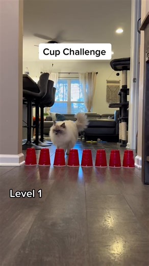 Amazing Cat Jumping Improvement - Cup Challenge Fun