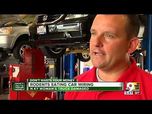 Rodents eating car wiring