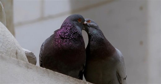 Nature:Pigeon Dating Rituals: The Strut, The Coo… and The Kiss Season 44 Episode 3
