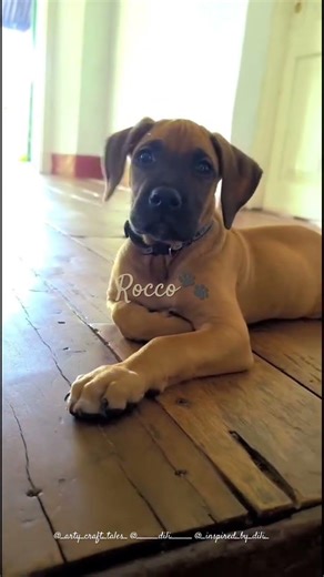 😌🐾#trending #fypage #trendingshorts #fypシ゚viral #dog #boxer #viral video #viralshort #viralshorts