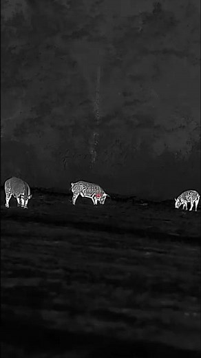 Wiped out 🎥: Iray USA Bolt TH50C and RICO RS75 #hunting #hoghunting #wildboar