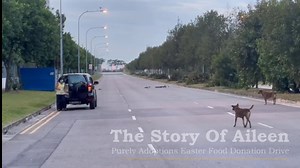 77K views · 1.7K reactions | Purely Easter Food Donations 2021 This...