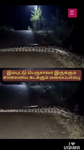 Kerala; Python crossing the road! Ammadio Embutu Perusu!