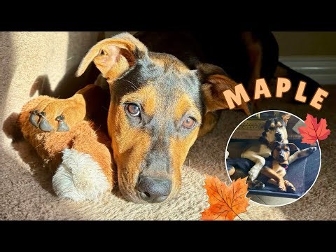 Meet Maple: Your Sweet-as-Syrup Rottie Mix Ready for a Forever Home!