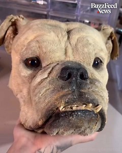 13K views · 26 reactions | This woman specializes in restoring all sorts of taxidermy — including pets | SOML | Facebook