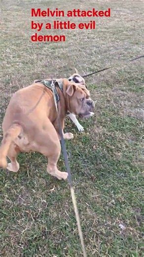 Melvin the old English Bulldog. #bulldog #dogs #fun#playing#subscribe