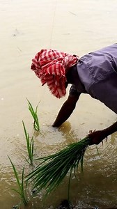 How Paddy is Transplanted in Line: Hi Friends, Please watch and enjoy this reel on paddy transplanting. The farmers were transplanting paddy seedlings in line. This system is followed to avoid Brown Plant hopper attack that causes 'Hopper Burn' in the field. More yield is also achieved by following such transplanting by a. proper spacing of plant to plant and line to line, b. weeding becomes easier, c. each plant gets equal sunshine for its proper growth, etc. Practically they make few straight 