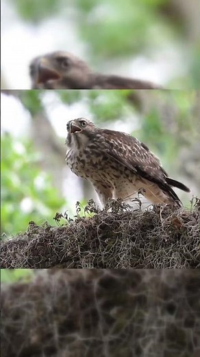 Watch this hawk's precision hunting technique up close #wildlife #raptor #shorts