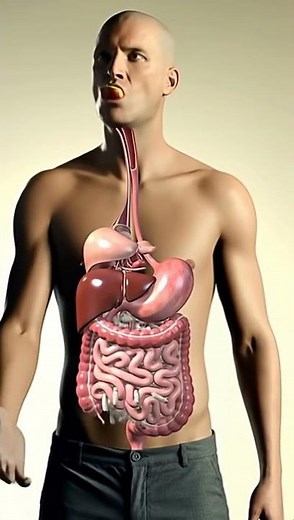 Inside Your Body: Apple Digestion with Parasites Explained | Realistic 3D Animation