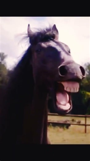 Horse Laughing 🤣😂#horselaughing #shortsfeed #funny #comedy#viral #funnyanimals