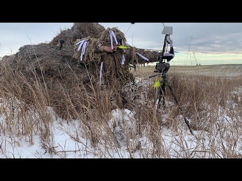 My BEST BOWHUNT with a LONGBOW to date!