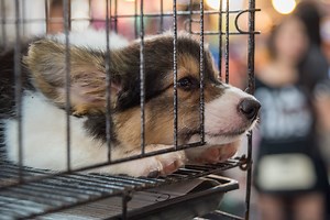 What To Do If Your Puppy Freaks Out In The Crate?