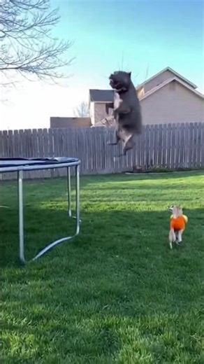 You Won’t Believe This Cat vs Dog Moment 😳 | Funny Animals #shorts #funny #foryou #fyp #funnyvideo