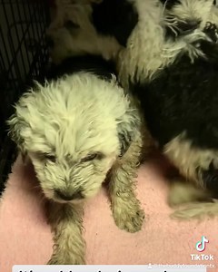 1.5K views · 103 reactions |  DONATIONS NEEDED Kudos to our...