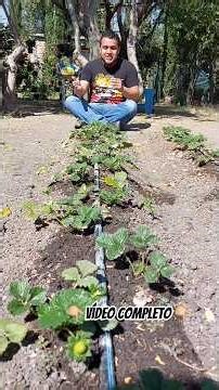 🍓Cultivo de fresas en el huerto casero🍓 #fresas #strawberry #huerto #plantas