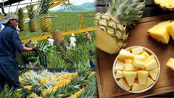 Turning Pineapple Scraps Into Effective Innovations