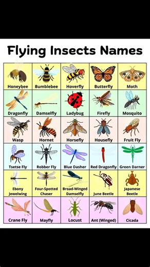 Flying Insects Names | Sophai Creator Share