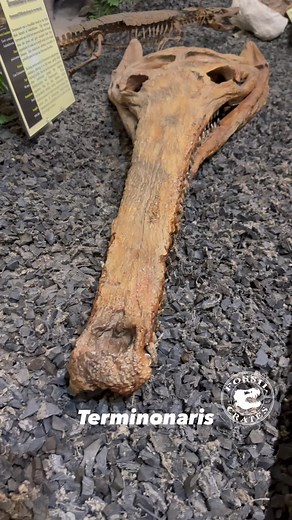 Jaws for days! (The jaw muscle holes are not the appropriate place to put the arms of my glasses :-)) #Terminonaris robusta is not a gavial but rather evolutionary convergence at its finest! Named by Osborn in 1904 as #Teleorhinus robustus and changed by Wu e.a. in 2001 when they learned Teleorhinus was preoccupied by an insect. Osborn suspected this might happen and provided an alternate name, Terminonaris, in his paper. I’m surprised more folk didn’t do that back then, considering the delay of