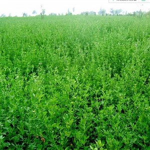 [Hot Item] Touchhealthy Supply Alfalfa Seed Prices 2022 for Planting