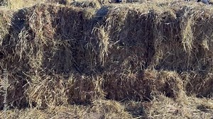 Haystack, hay straw, bale of hay group, dry grass, dry straw on the road.