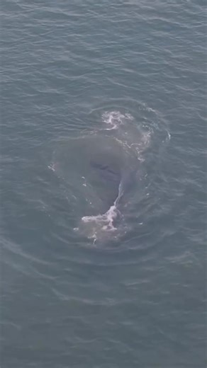 🐋 WOW! 😱 Een bultrugwalvis gespot in Nederlandse wateren – vastgelegd met een drone. Iets wat je eerder verwacht bij Mauritius of Frans-Polynesië, maar nu gewoon voor de kust van Bloemendaal en Zandvoort! Rauwe natuur, onverwacht en adembenemend. Dit laat maar weer zien hoe uniek onze wateren kunnen zijn. 💙 📹 @rutgerdenhertog / Instagram 📅 Opname: 18 januari 2026 📍 Voor de kust van Bloemendaal | Het Mooiste van Nederland & omgeving