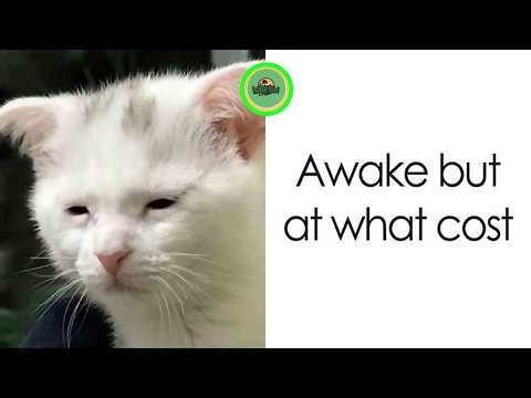 Unhinged Posts That Feel Like Pure Internet Chaos