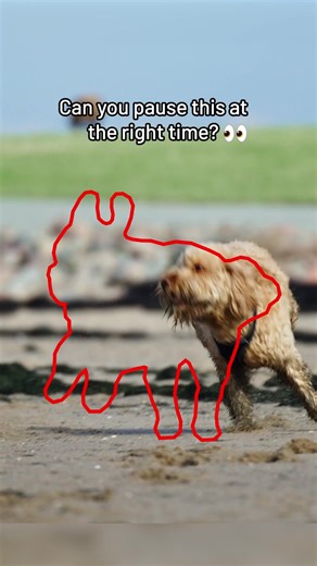 15K views · 22 reactions | How good are your reflexes? Catch the puppy  | Hungry Panda | Facebook