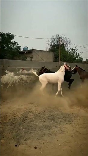 Horse Out of Control 🐎🔥 | Epic Stallion Moment