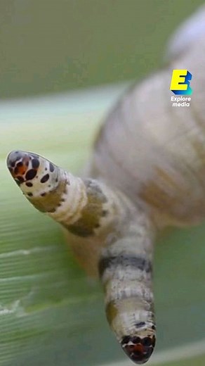 Explore Media on Instagram: "Cet escargot zombie est contrôlé par un ver ! ° Un ver parasite a pris le contrôle des fonctions motrices et des antennes de cet escargot ! Le Leucochloridium paradoxum utilise les gastéropodes comme hôte intermédiaire pour attirer les oiseaux. Pour arriver à ses fins, le parasite colore les tentacules de l’escargot et les fait imiter l’apparence d’une chenille. Le ver manipule aussi son hôte pour qu’il reste longtemps à des endroits où il est plus exposé aux prédate