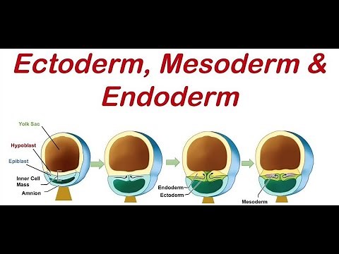 [Embryology] Embryonic Period (Weeks 3–8) (EASY medical lecture)
