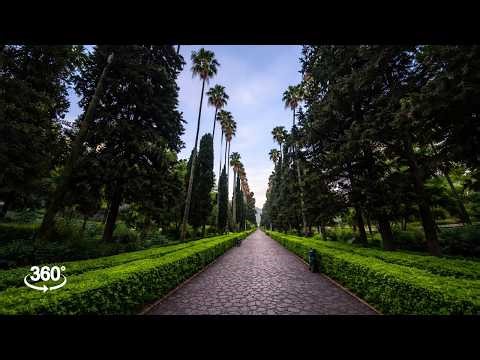 Relaxing Rainy Forest Escape | Immersive 360° Healing