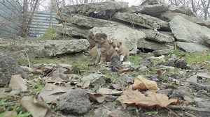Mature woman feeding dog puppies on construction dump