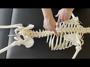 Rib Spring Testing for Rib Hypomobility [Ribs 2-10 (12)]