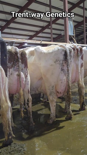 32K views · 1.2K reactions | Trent Way Genetics | Trent Hendrickson | Facebook