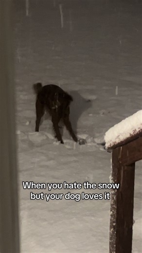 Sometimes I think I should move to Florida… but then I see how much she loves the snow ❄️🐶🤍 #dogplayinginsnow #snow #winterdog #goldenretrievers #playtime