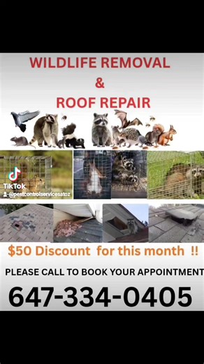 #brampton #mississauga #etobicoke #toronto #ontario