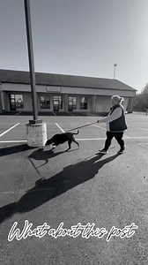 Meet Charlie, the adorable Labrador who went from walking his owner to walking WITH his owner!  It's amazing to see how much progress he's made in just 1 of our 1 hour lessons!  Keep up the good work, Charlie!  #Cincinnati #dogsofinstagram #dogtraining #labrador #OffLeashK9Training  | Cincinnati Dog Trainers- Off Leash K9 Training | Facebook
