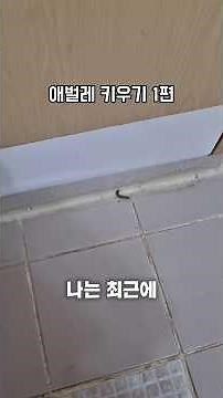 애벌레 키우기 1편
