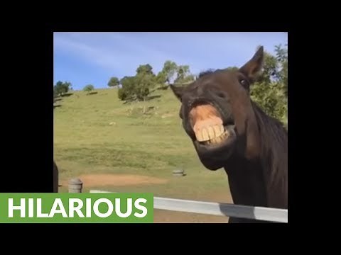 Slow motion captures horses's ridiculous facial expressions