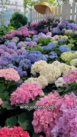 3.9K views · 36 reactions | How to properly care for hydrangeas? | Pro Gardening | Facebook