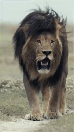 34K views · 1K reactions | This Baboon can even beat a lion  #nature #wild… | Facts Figures | Facebook