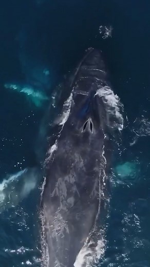 Amazing Mammal! | Animals